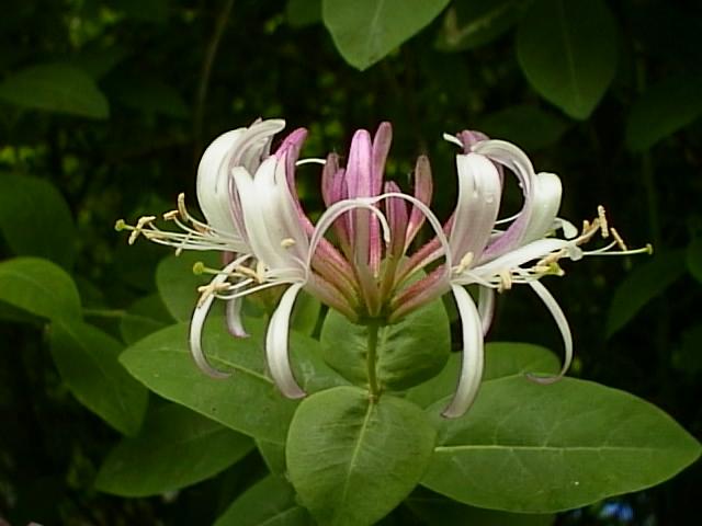 Image credit- . www.thegardenhelper.com