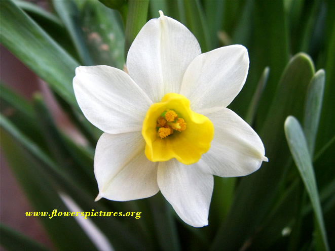 Image - www.flowerspictures.org