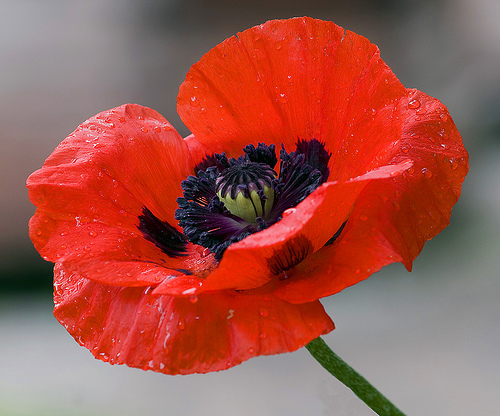 Image credit - . www.250news.com